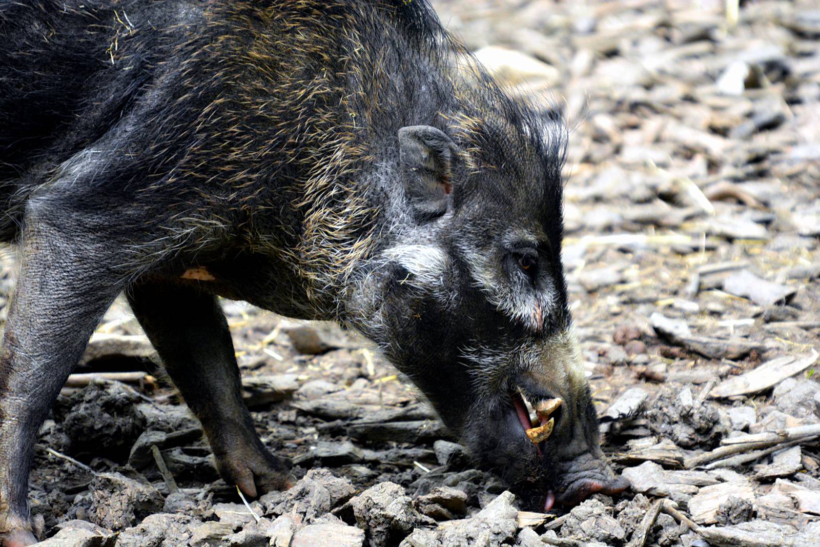 VISAYAN WART PIG