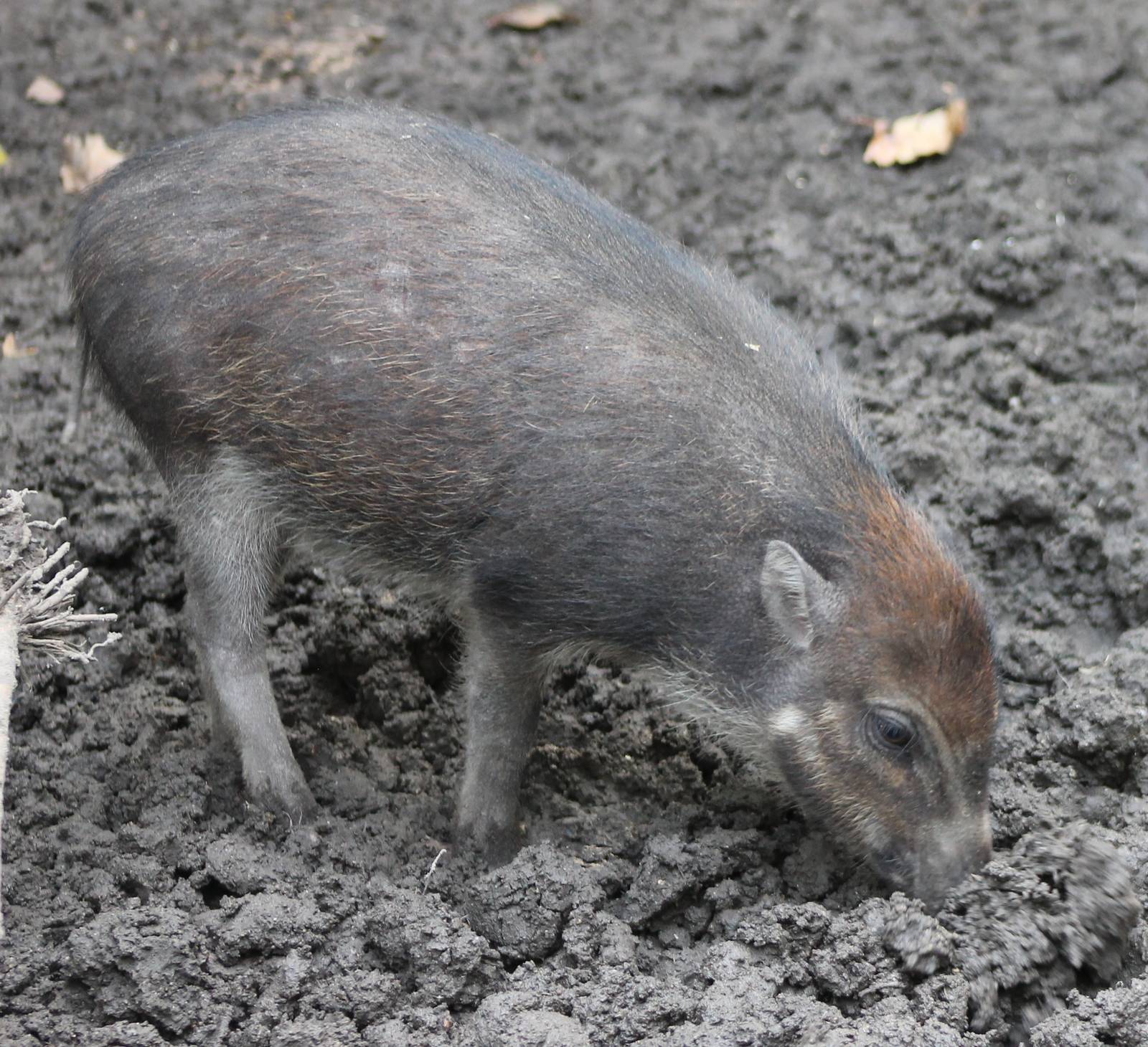 Visayan warthog piglet