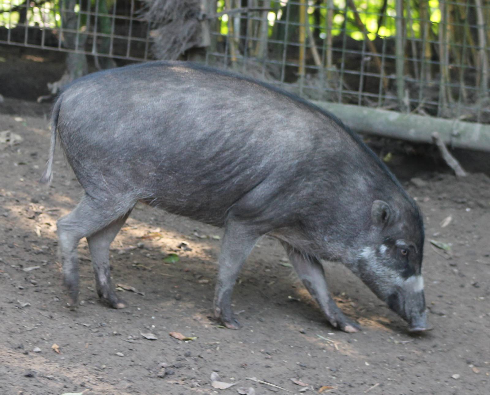 Visayan warthog