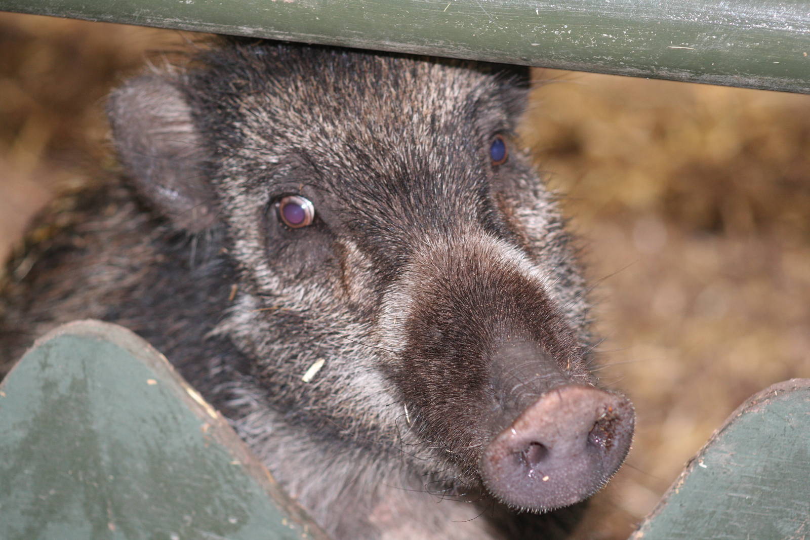 Visayan warty hog - Chester 07