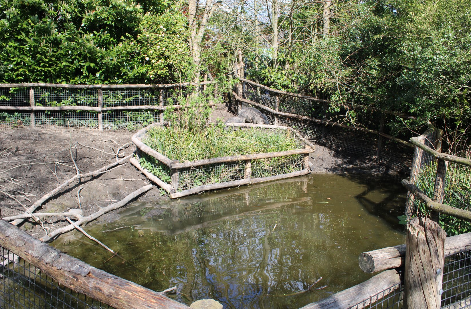 Visayan warty hog enclosure