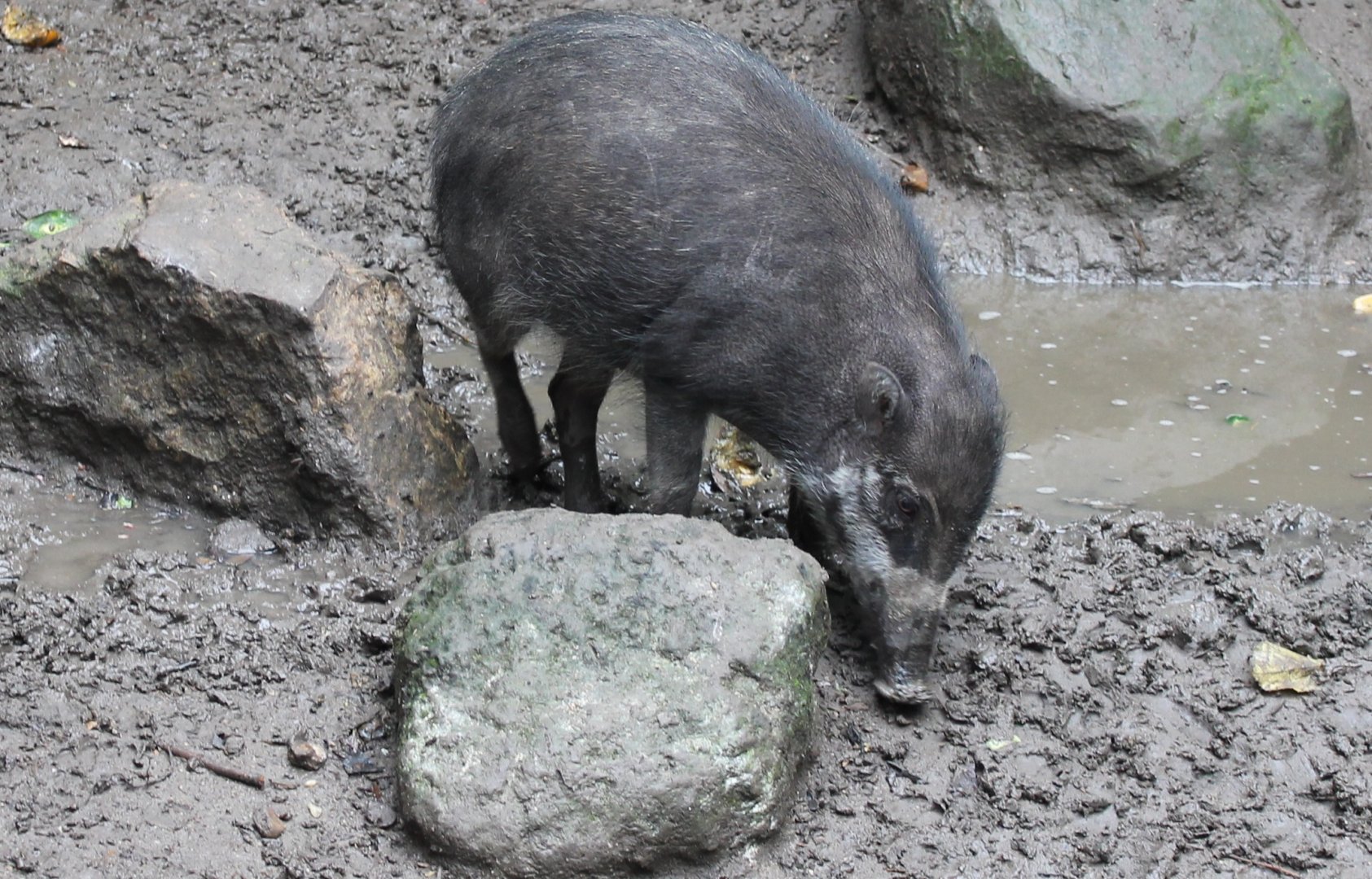 Visayan warty hog