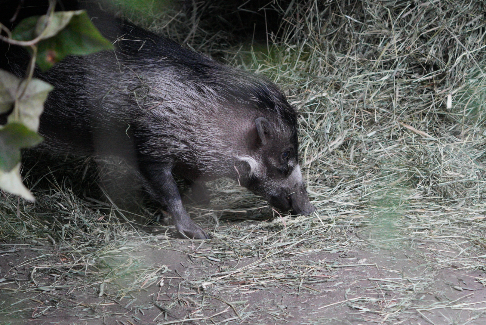 Visayan Warty Hog
