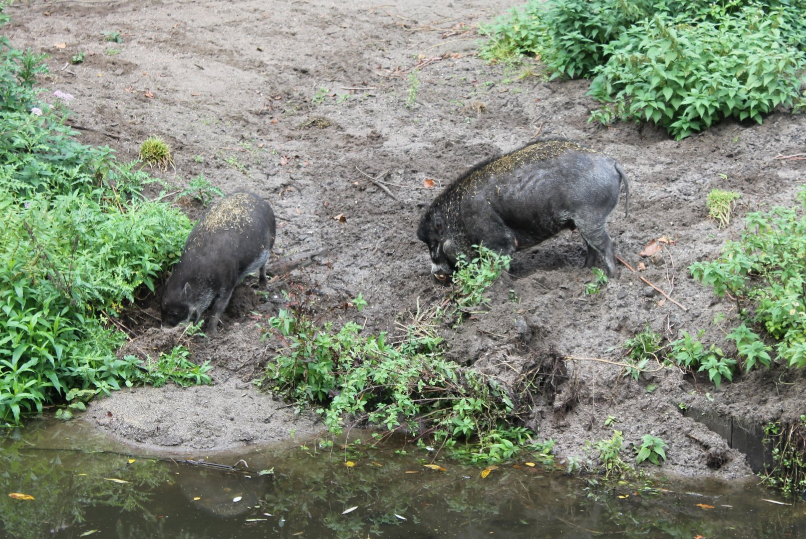 Visayan warty hogs