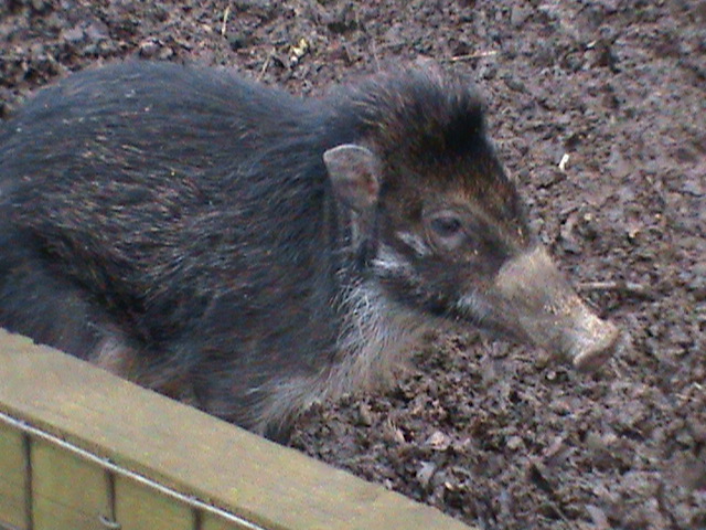 visayan warty pig 02/10