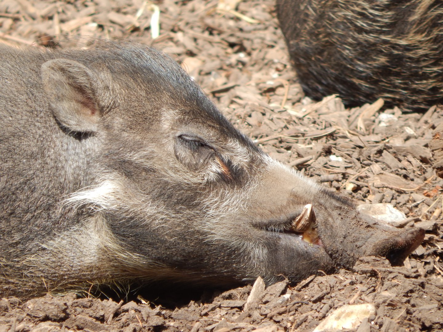 Visayan warty pig 040822