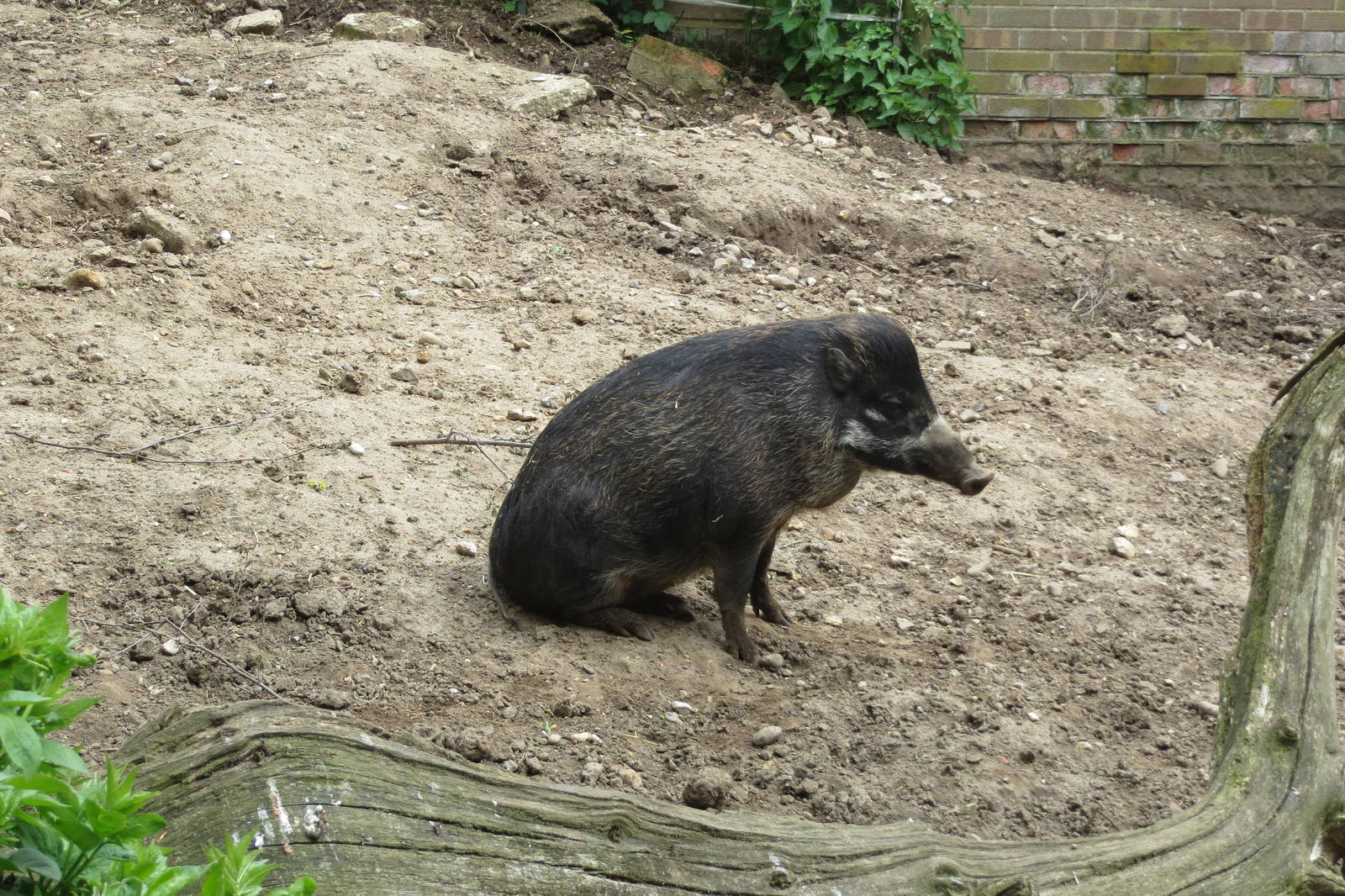 Visayan Warty Pig 060515