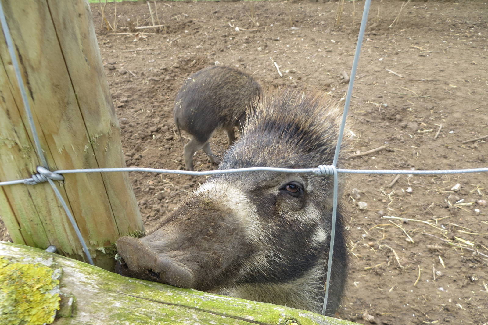 Visayan Warty Pig 060515