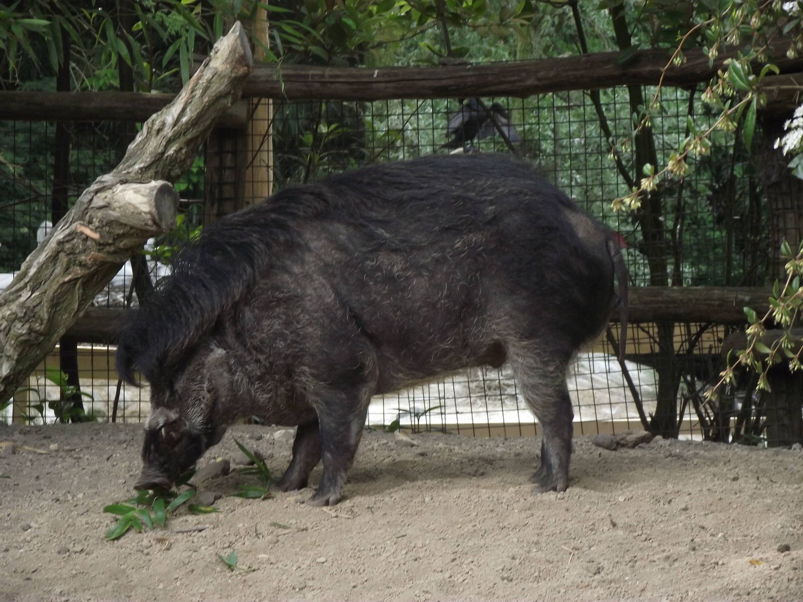visayan warty pig 070511