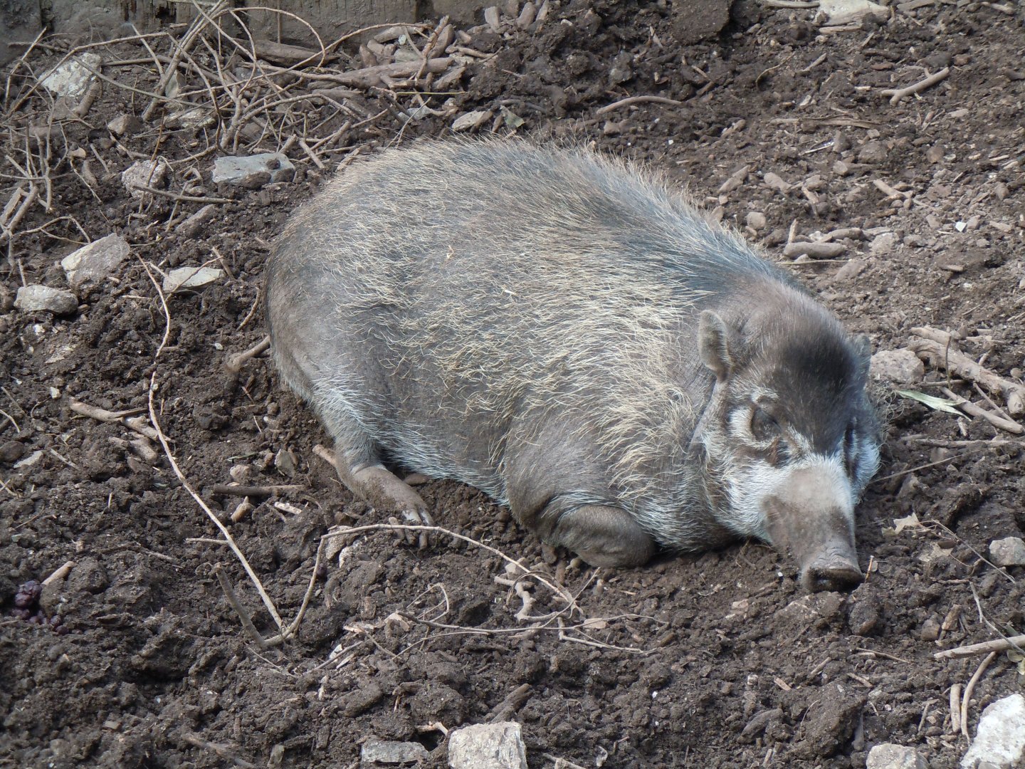 Visayan warty pig 070920