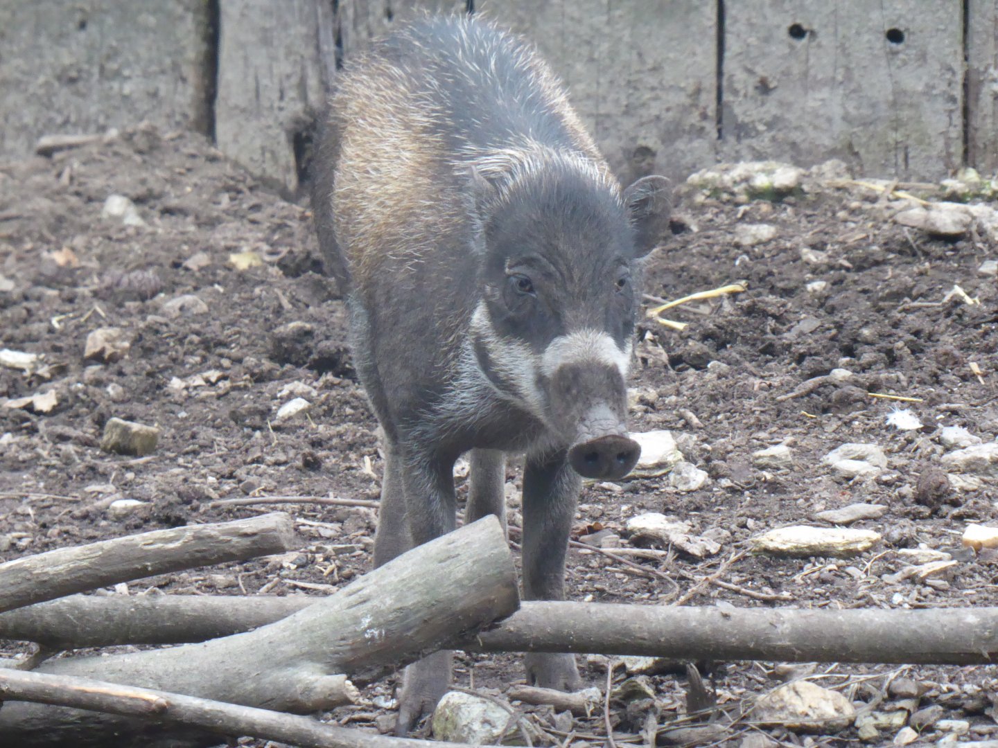 Visayan warty pig 081018