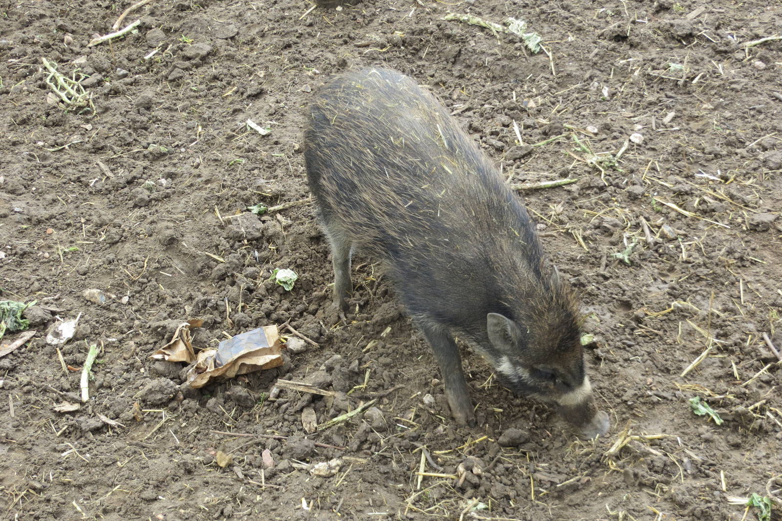 Visayan Warty Pig 090515