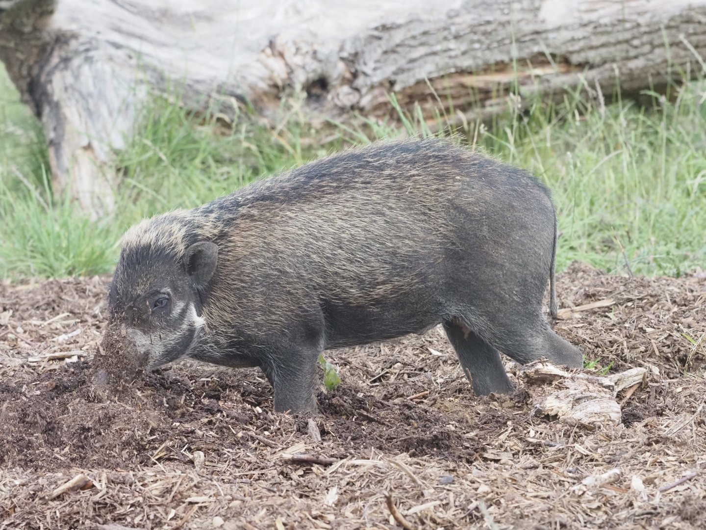 Visayan Warty Pig 1