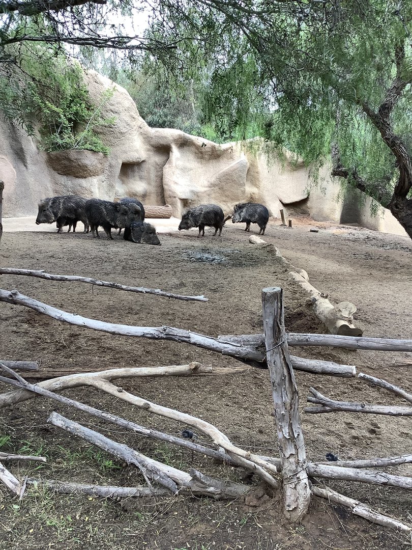 Visayan Warty Pig 10/7/21