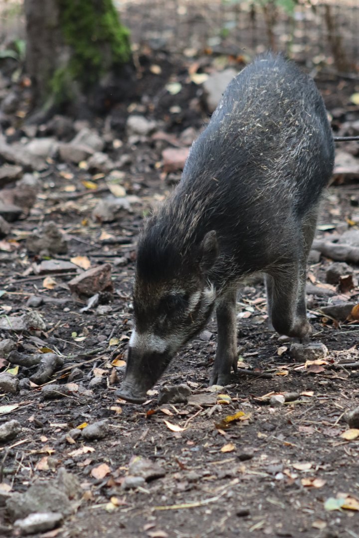 Visayan warty pig - 10 September 2021