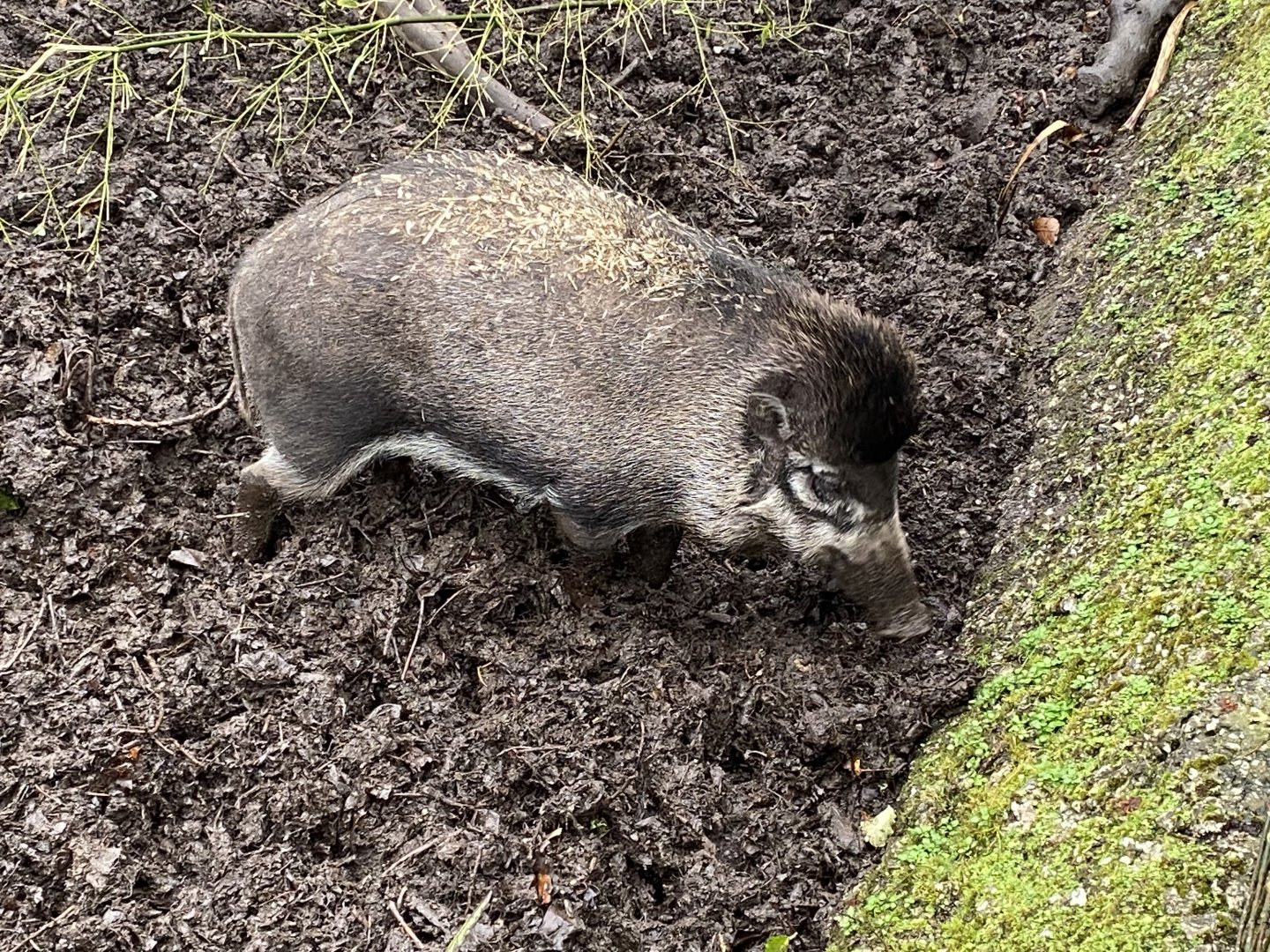 Visayan warty pig 111221