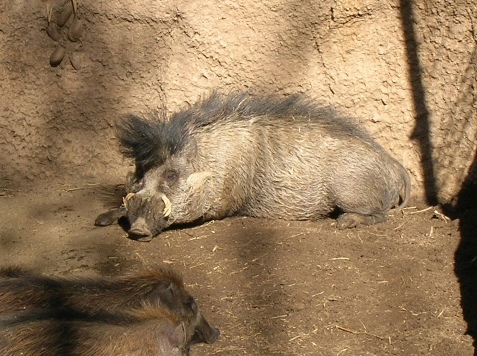 Visayan Warty Pig 12/31/08
