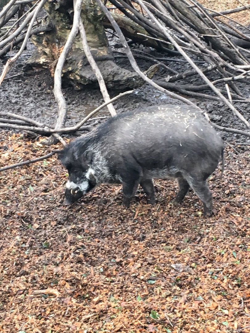 Visayan warty pig 121216