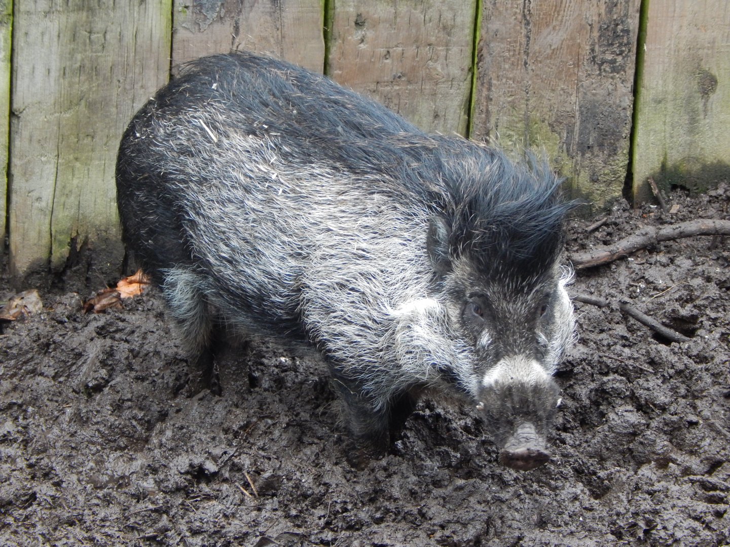 Visayan warty pig 160122