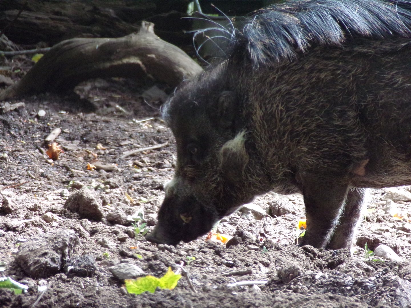 Visayan warty pig 17.7.23
