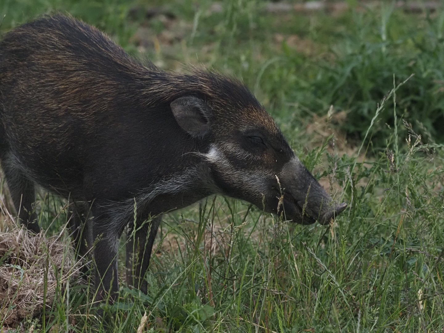 Visayan Warty Pig 2