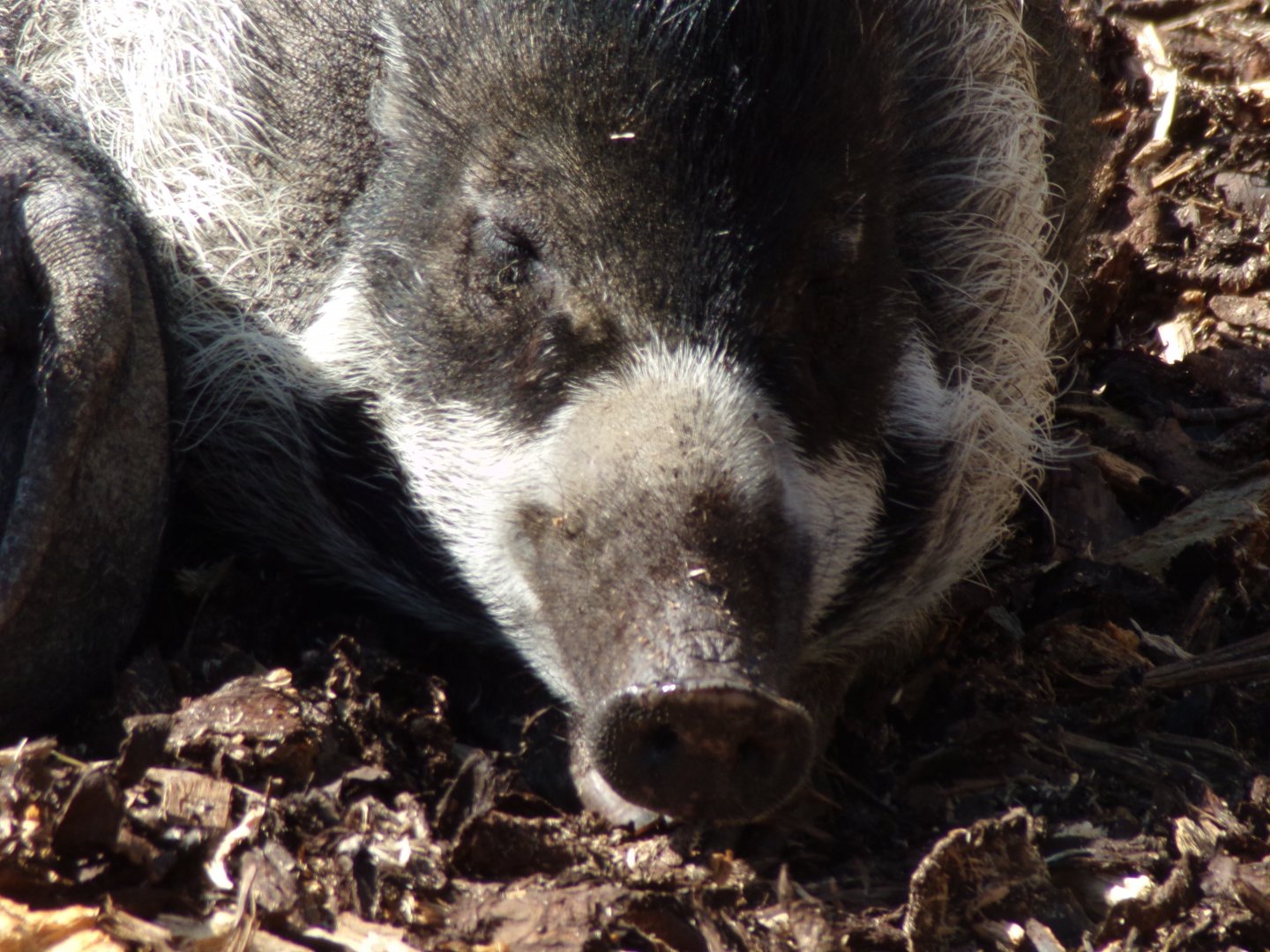 Visayan warty pig 20.4.25