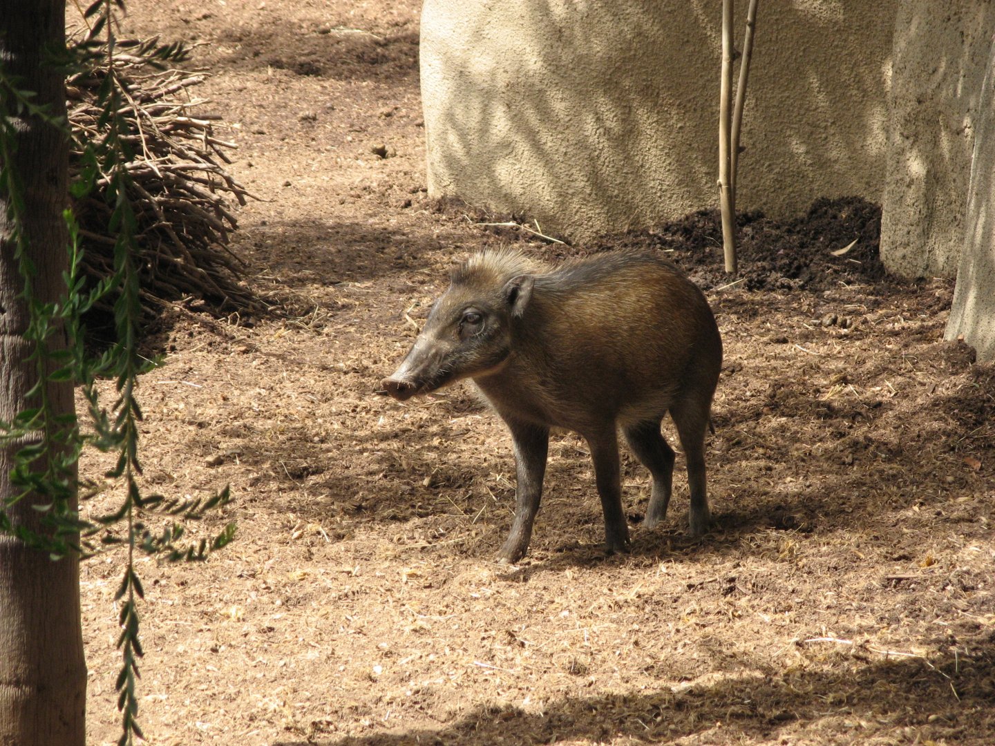 Visayan Warty Pig (2008)
