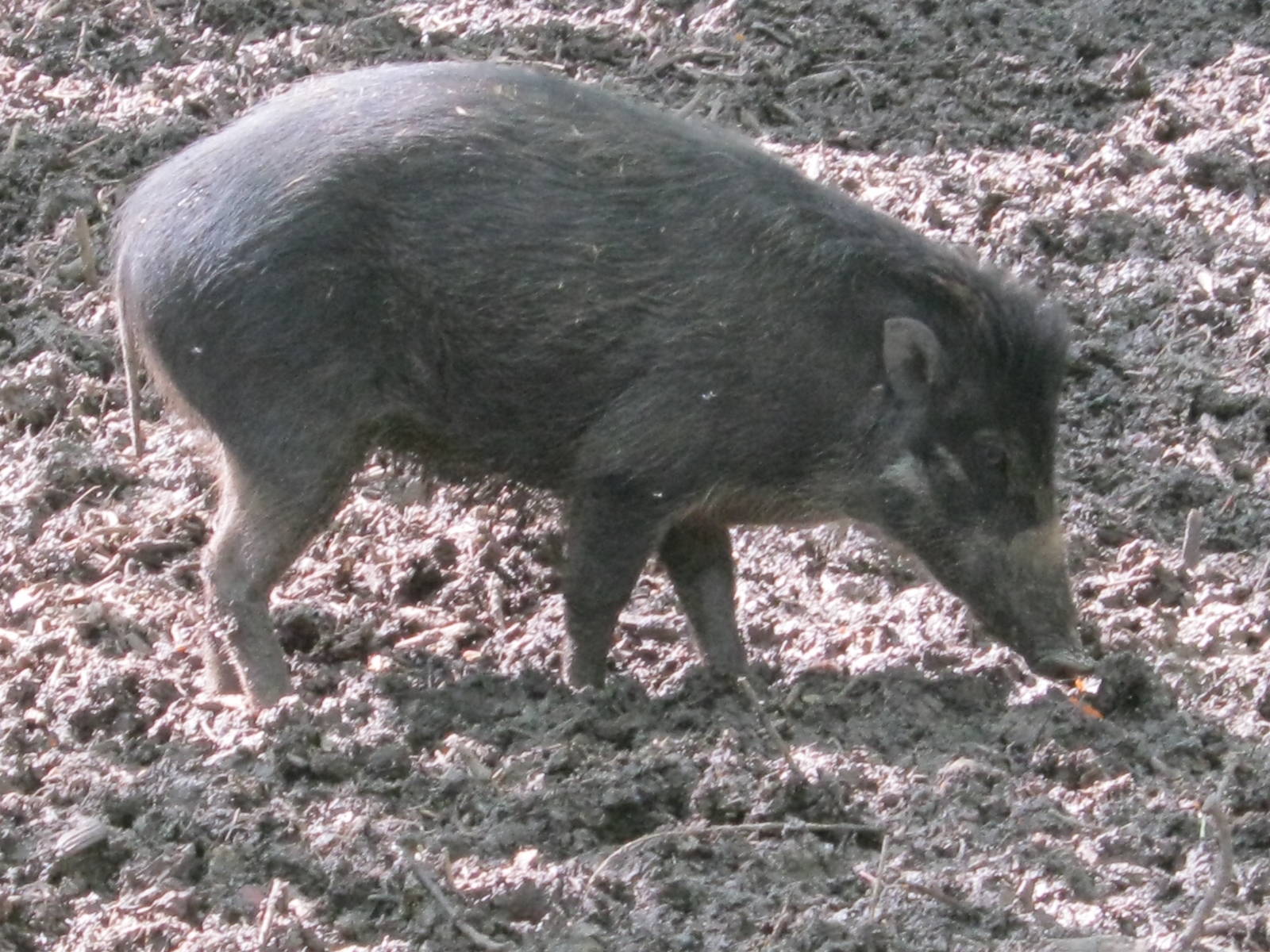 Visayan Warty Pig 2012.