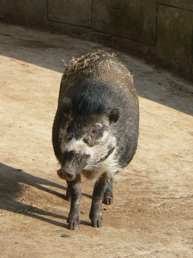 Visayan Warty Pig - 24 February 2019