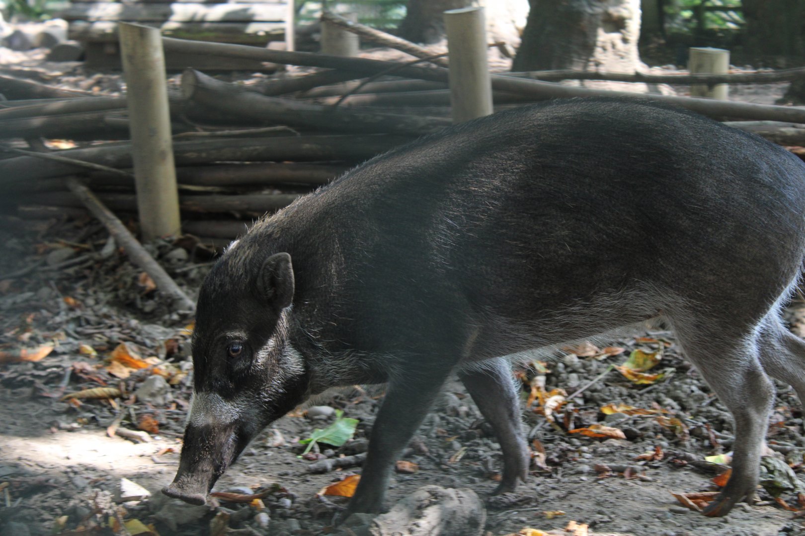 Visayan Warty Pig - 26/07/25