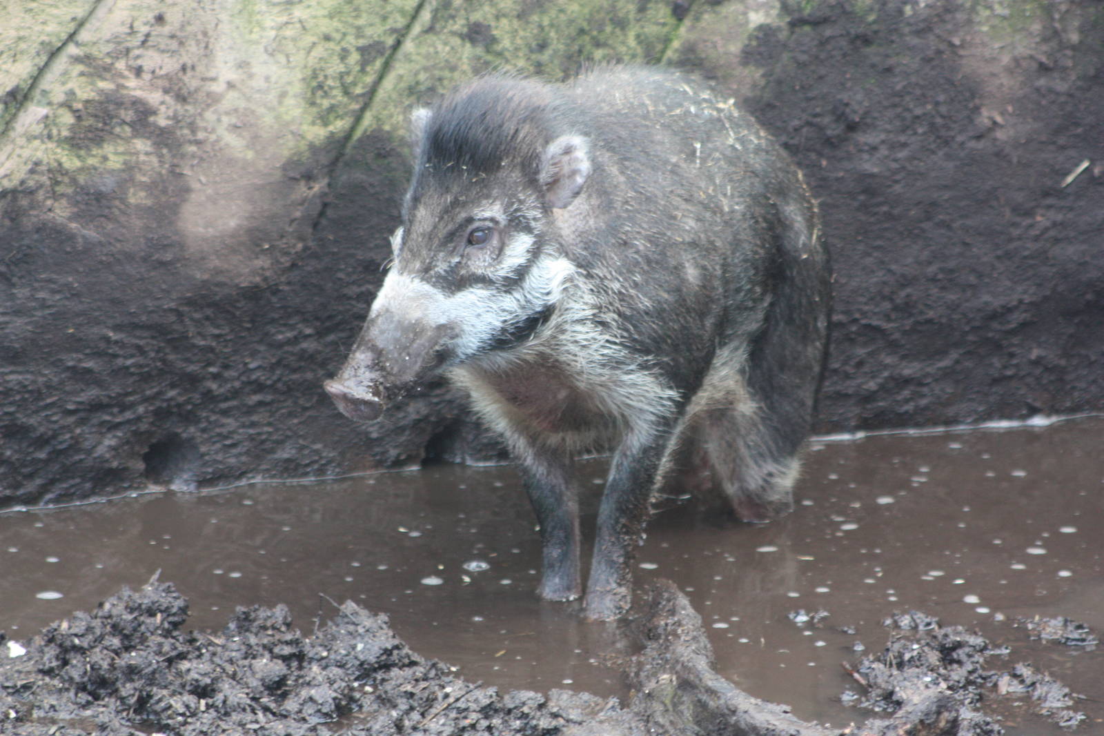 Visayan Warty Pig, 27th December 2014