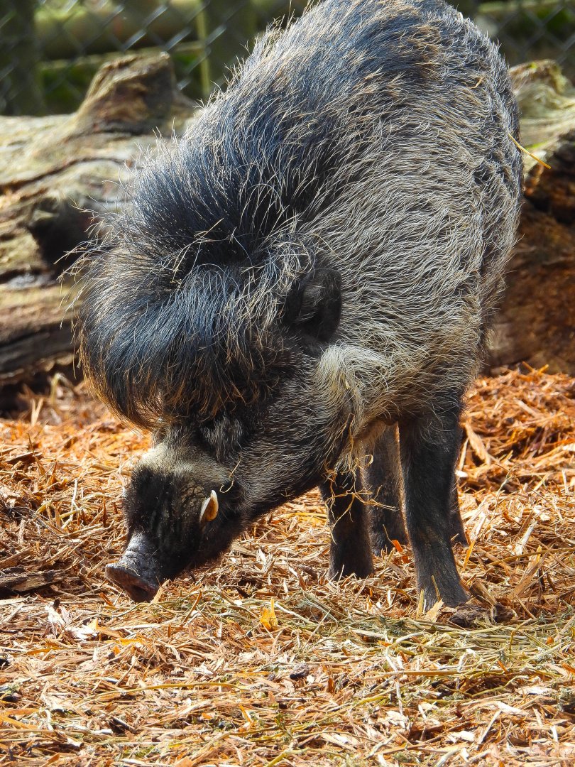 Visayan Warty Pig- 2nd April 2024