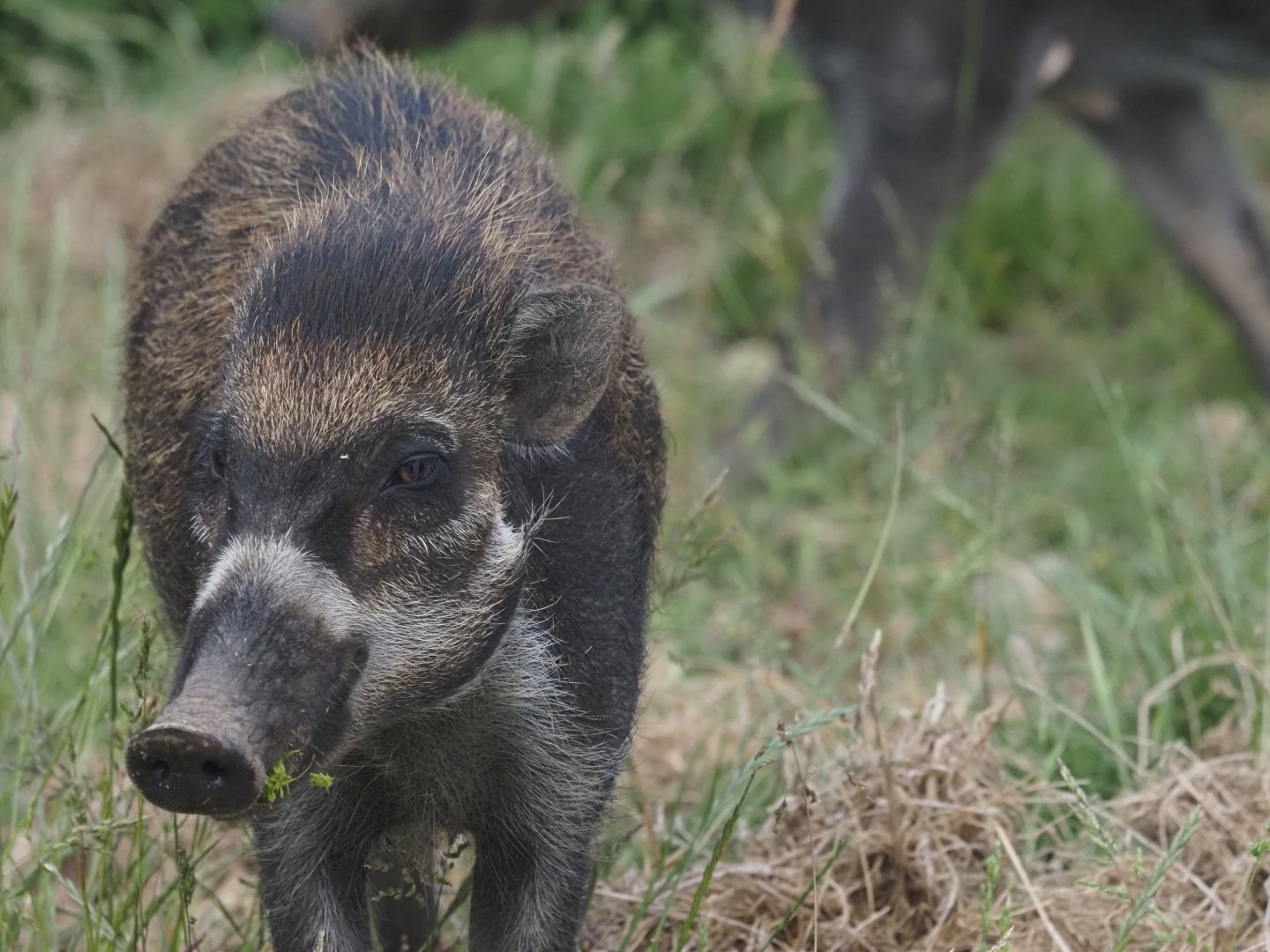 Visayan Warty Pig 3