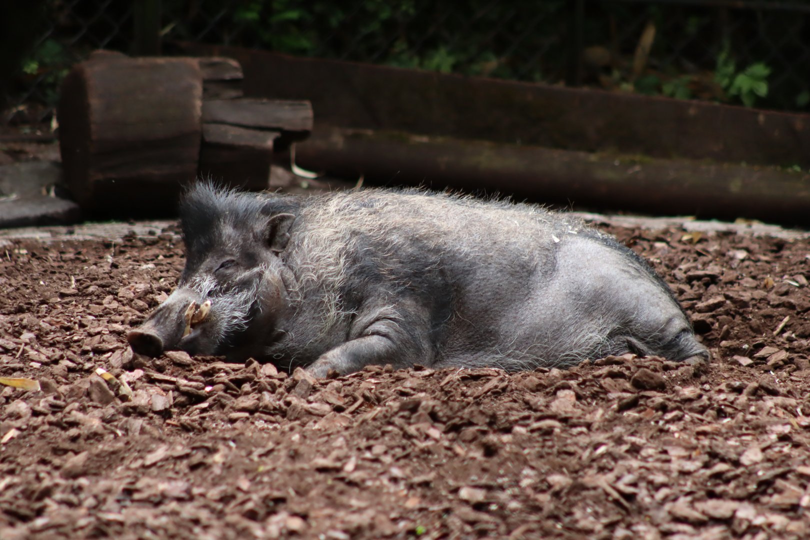 Visayan Warty Pig - 6th July 2024