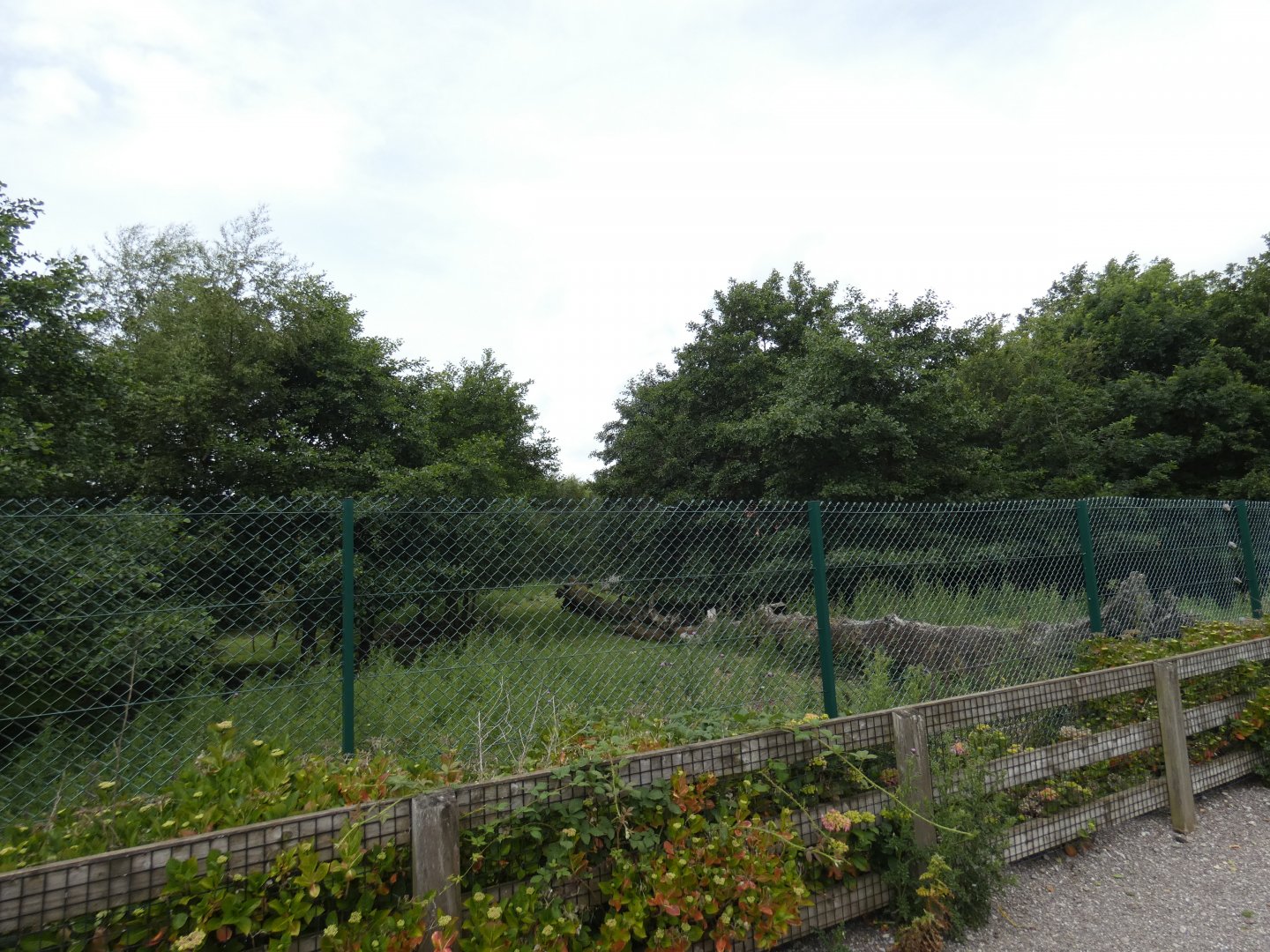 Visayan warty pig and Philippine spotted deer enclosure (2)