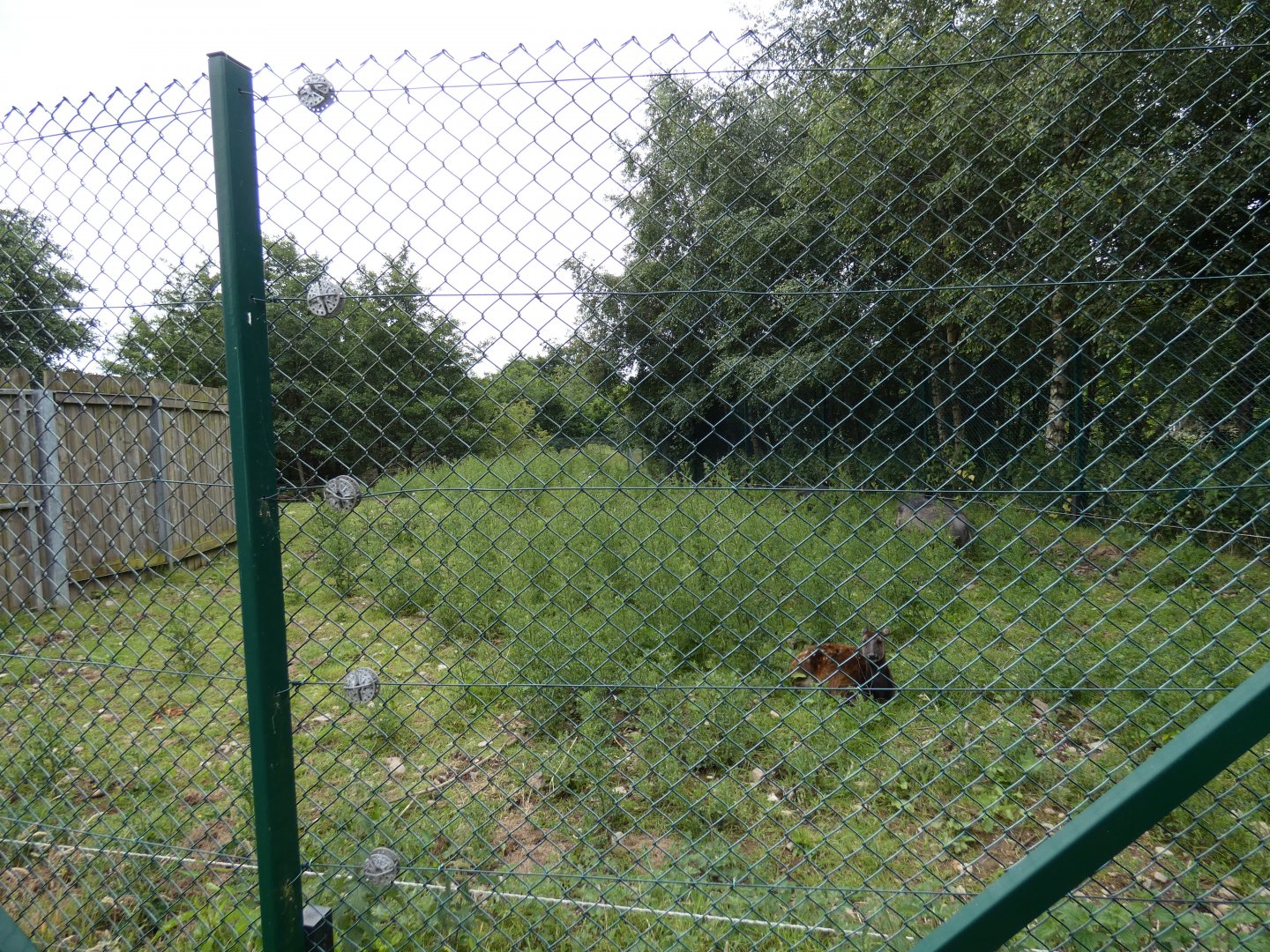 Visayan warty pig and Philippine spotted deer enclosure