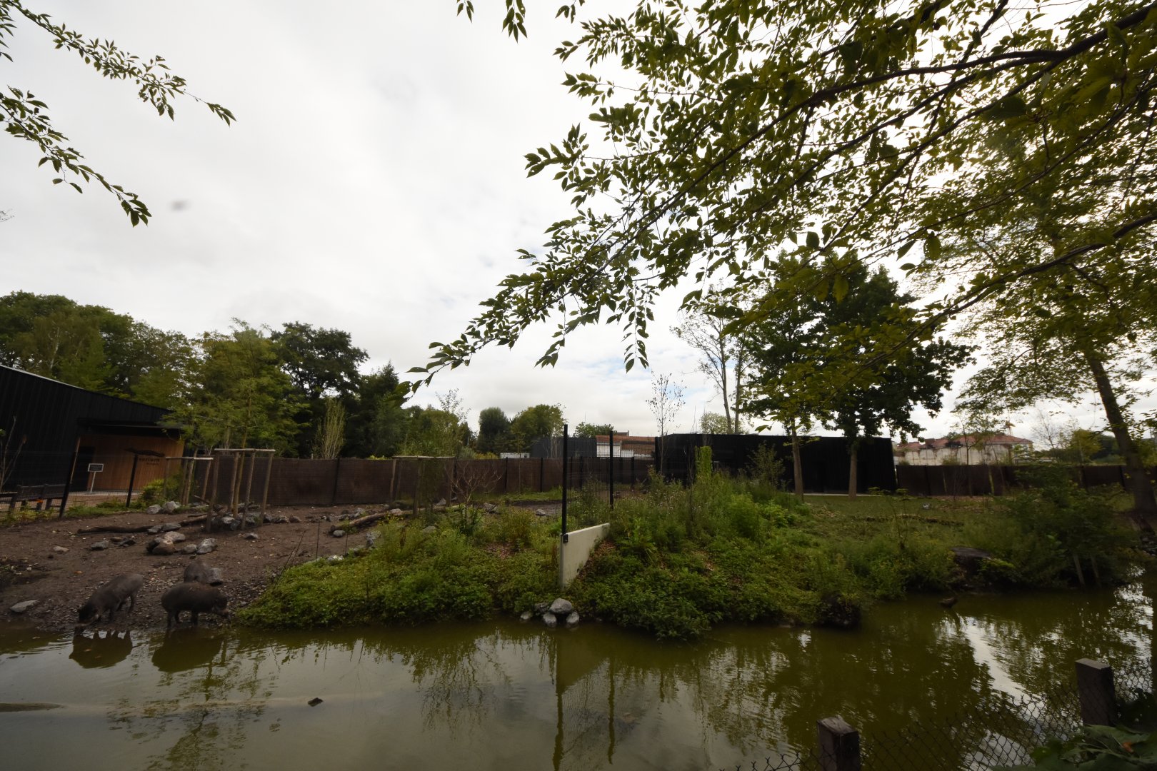 Visayan Warty Pig and Visayan Spotted Deer enclosure