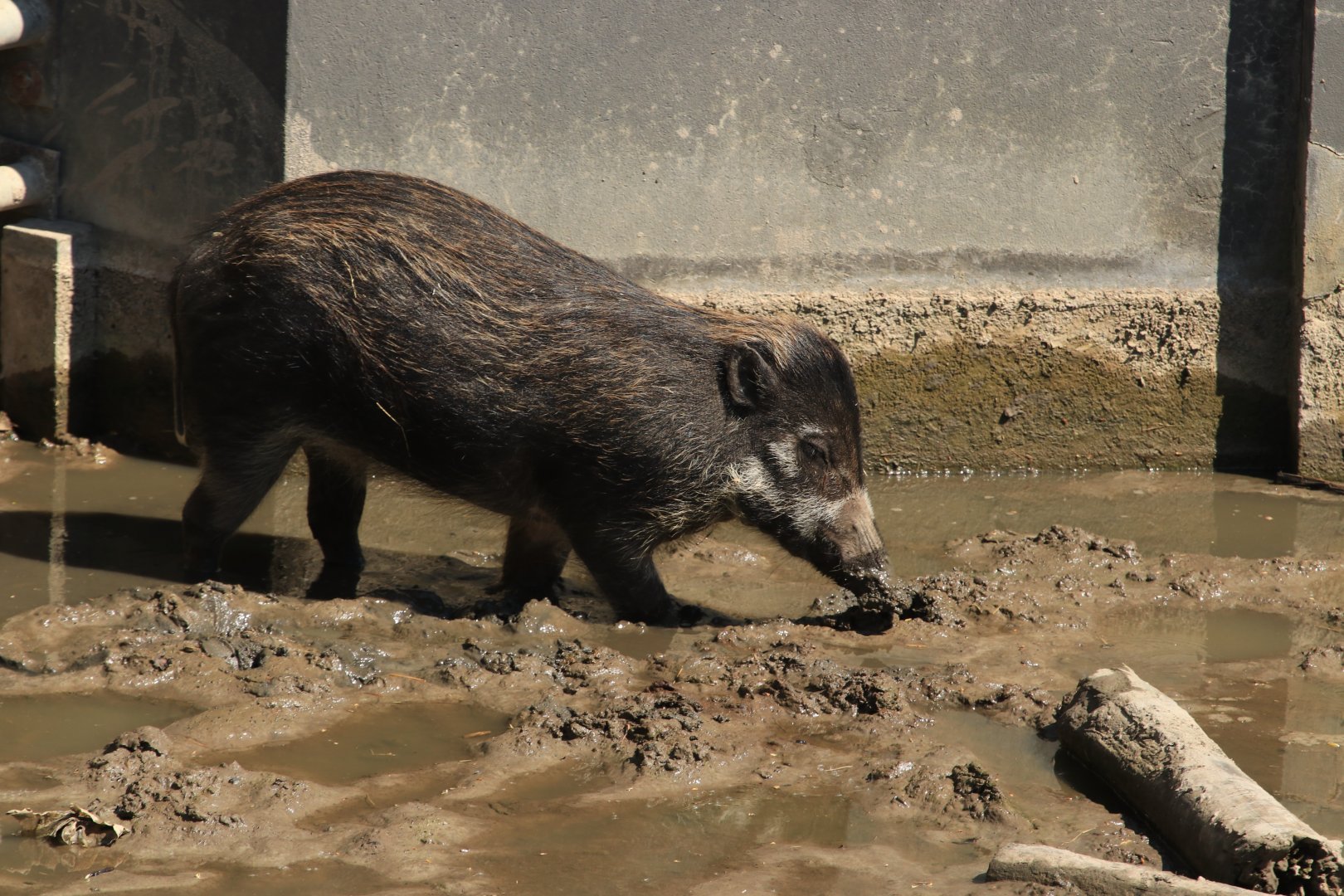 Visayan Warty Pig (april 2019)