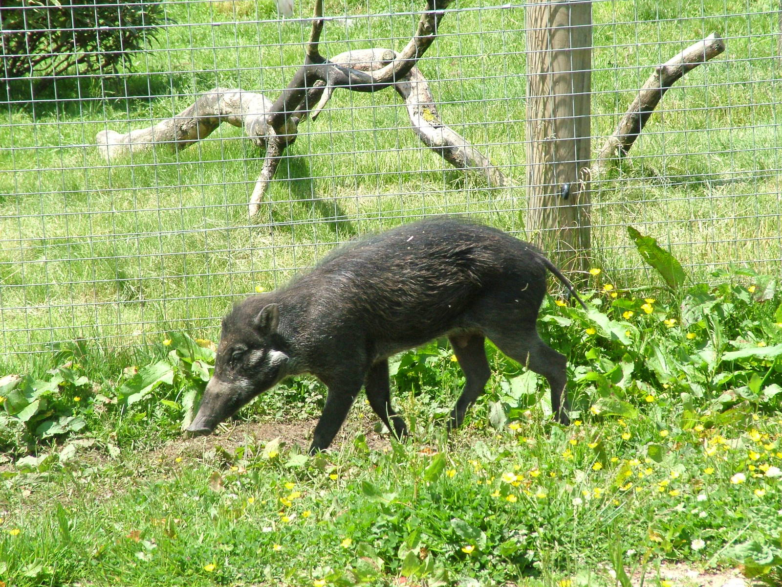 Visayan Warty Pig at Blackbrook, 12/06/10