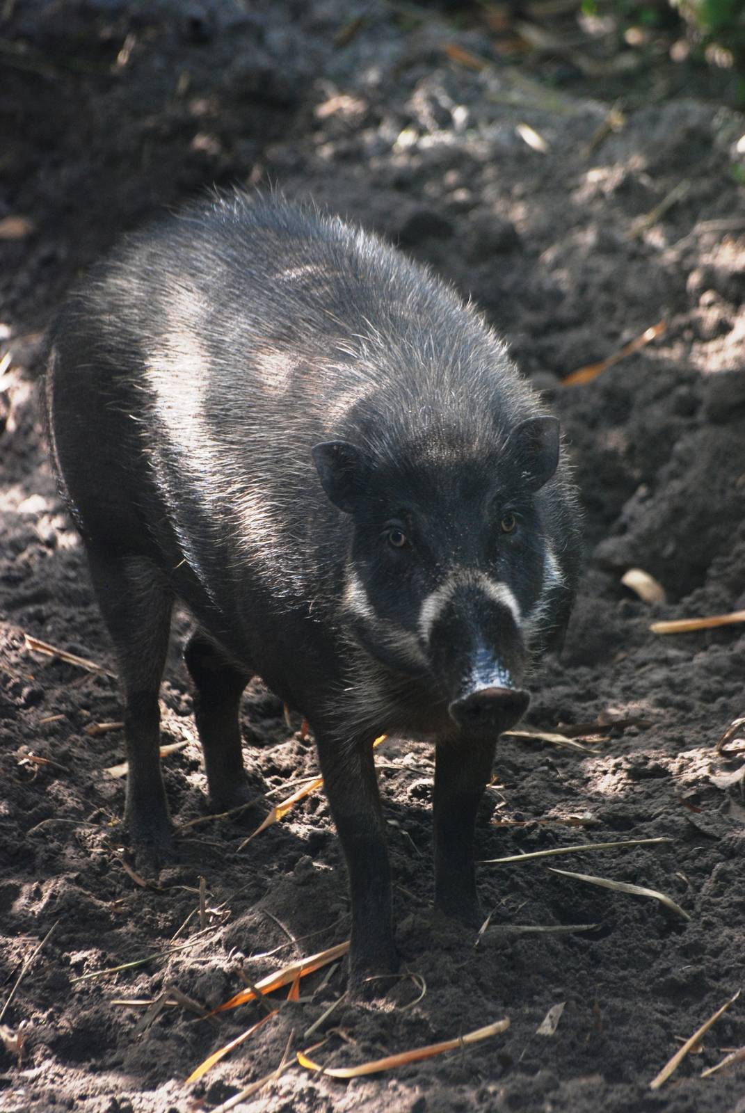 Visayan Warty Pig at Brevard, 14/10/13