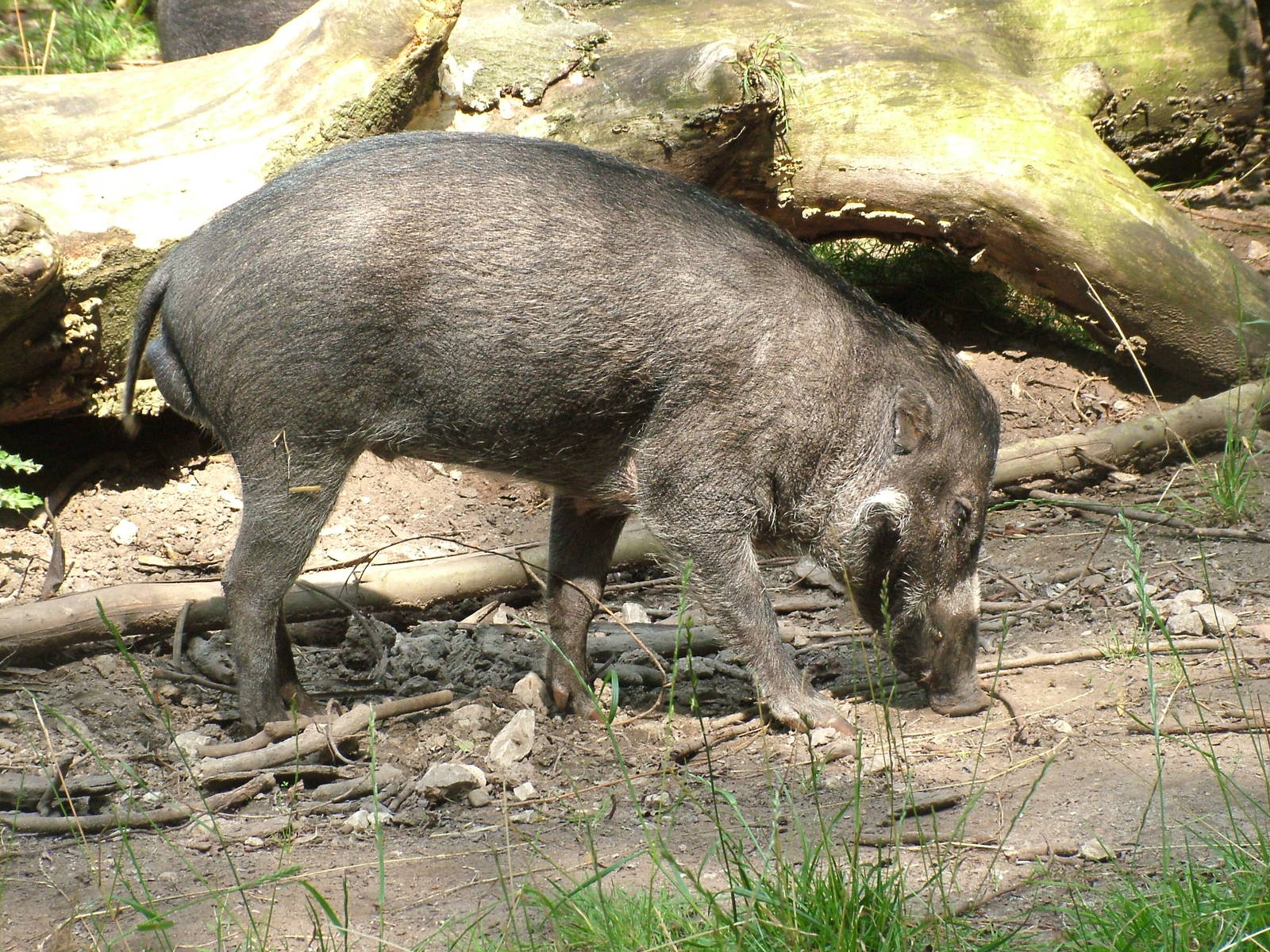 Visayan Warty Pig at Chester Zoo July 2008