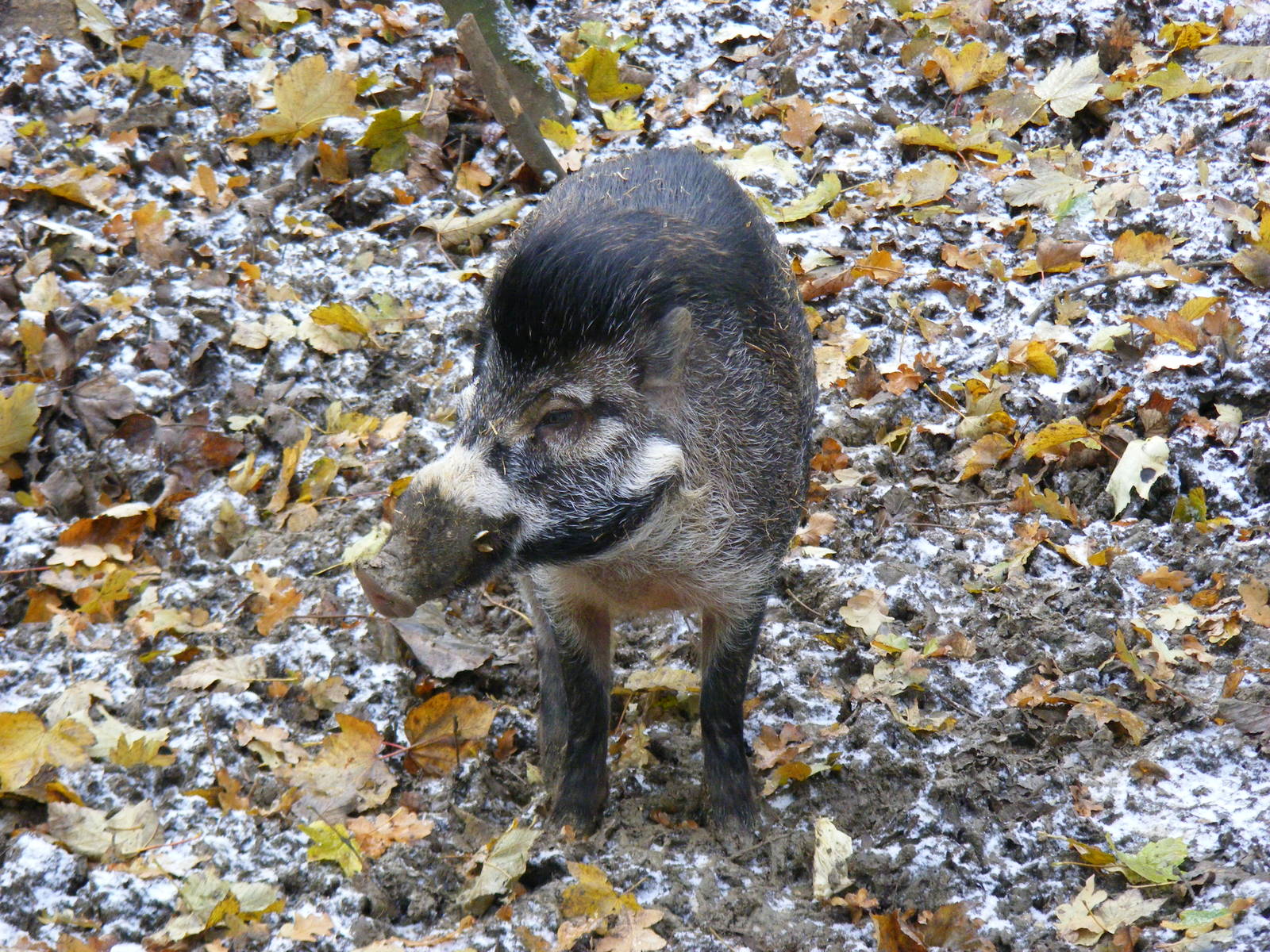 Visayan warty pig at Cotswold Wildlife Park, 27 November 2010