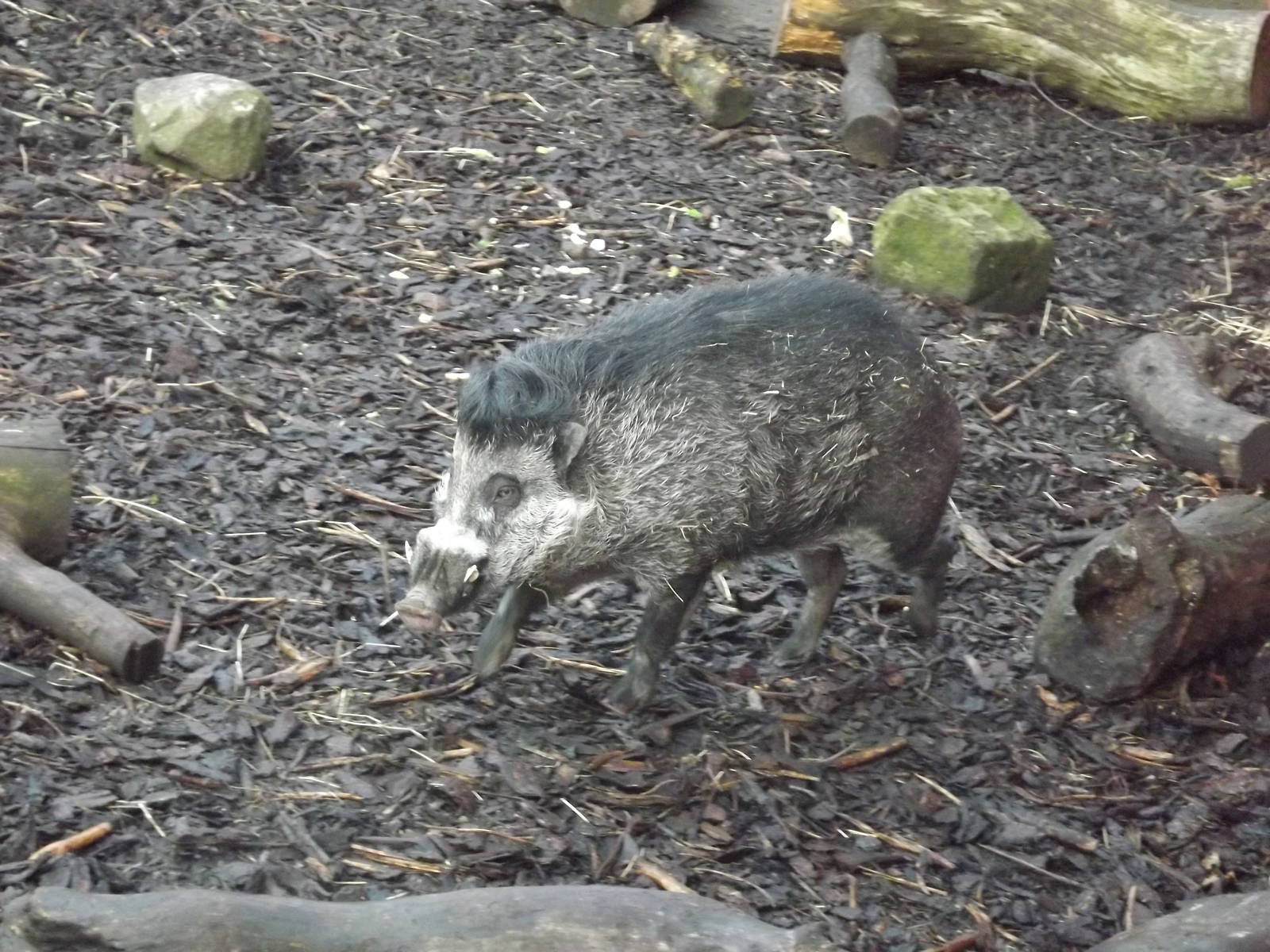 Visayan warty pig at Edinburgh Zoo 28/12/11