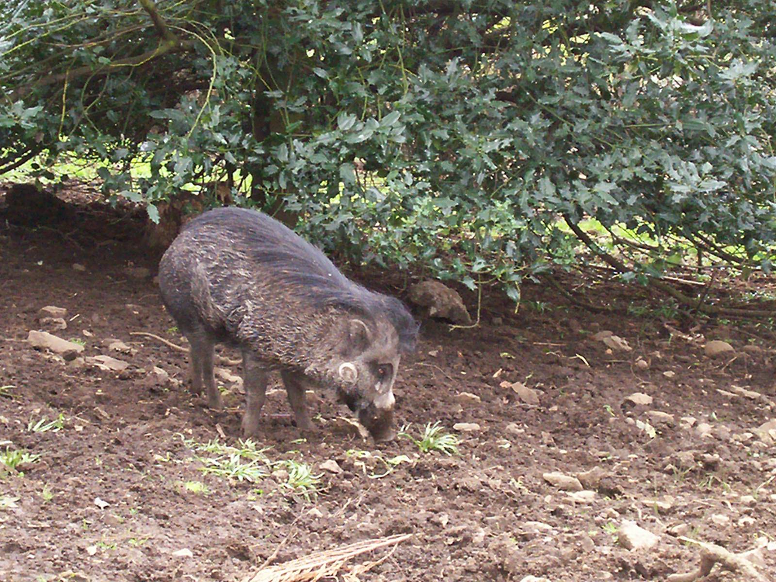 Visayan warty pig at Edinburgh zoo