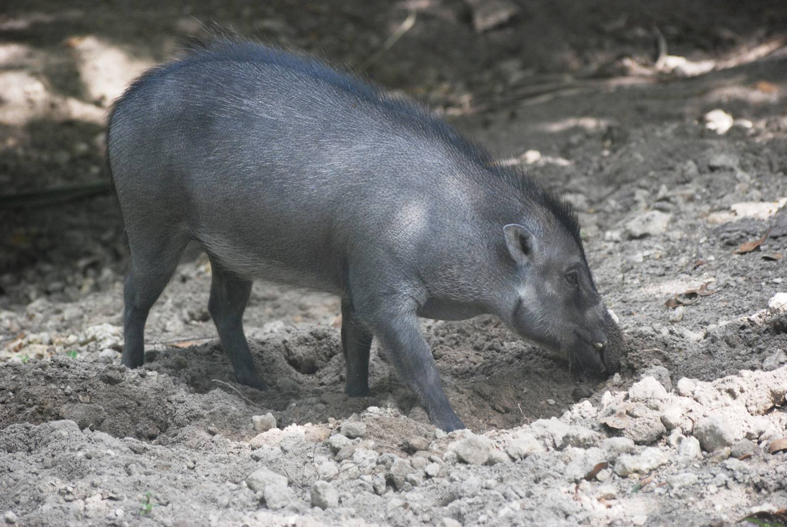 Visayan Warty Pig at Miami, 12/10/13