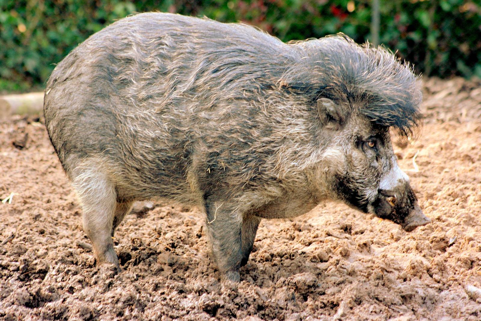 Visayan warty pig; Belfast; 17th April 2015