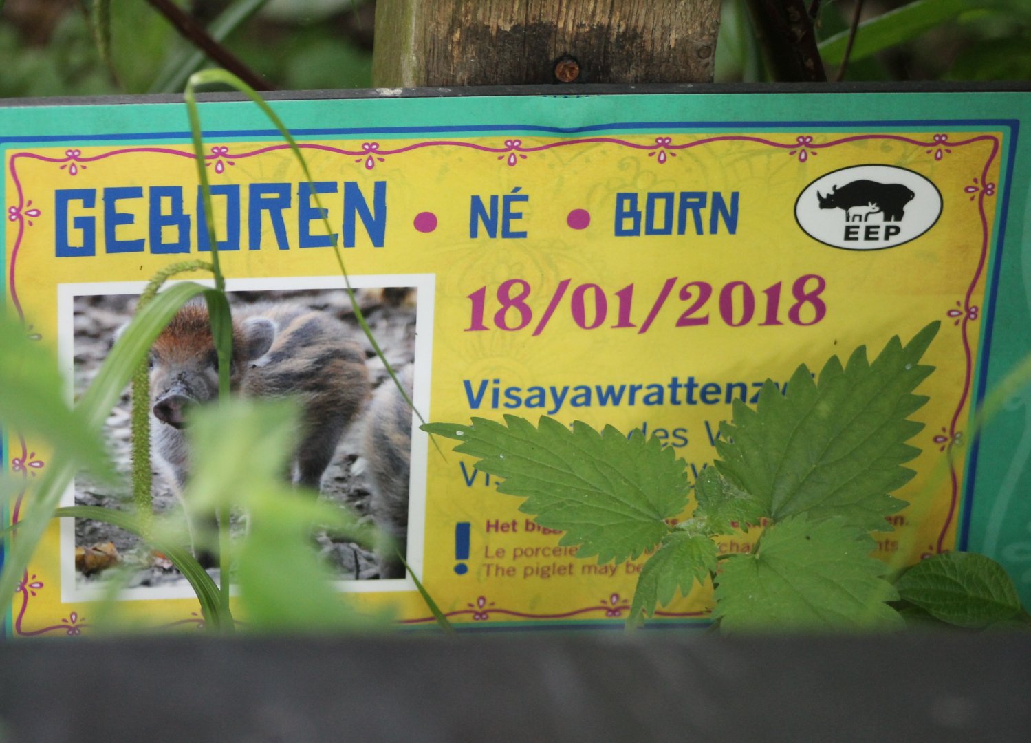 Visayan warty pig birth-sign