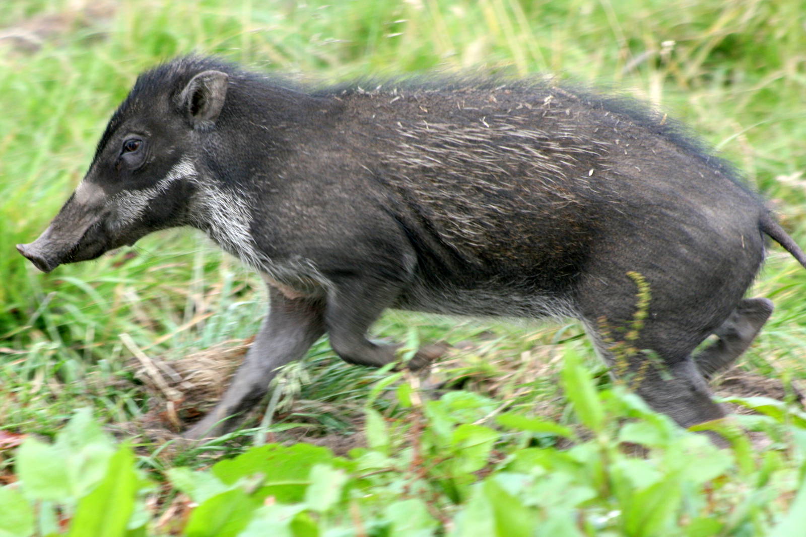 Visayan warty pig; Blackbrook; 31st July 2011