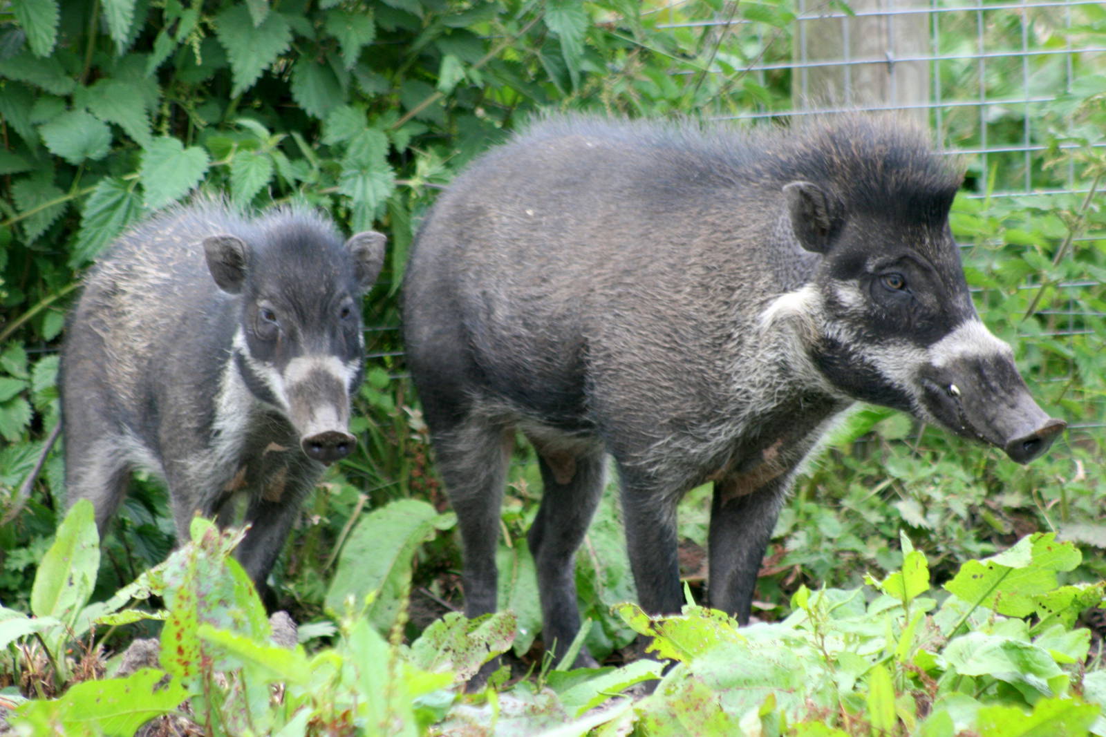Visayan warty pig; Blackbrook; 31st July 2011