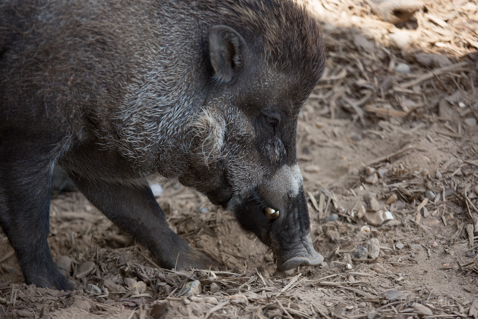 Visayan warty pig : Colchester : 22 Aug 2014